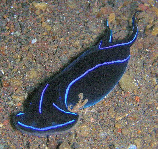  Chelidonura varians (Headshield Slug, Black Velvet Slug)